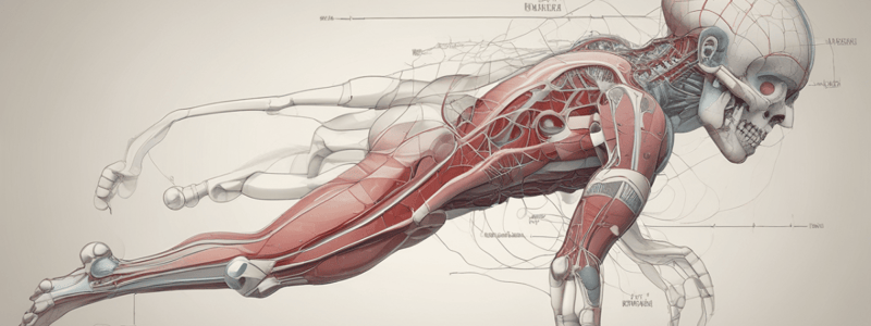 Anatomy of the Human Body