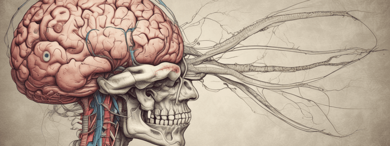 Medulla Oblongata Anatomy