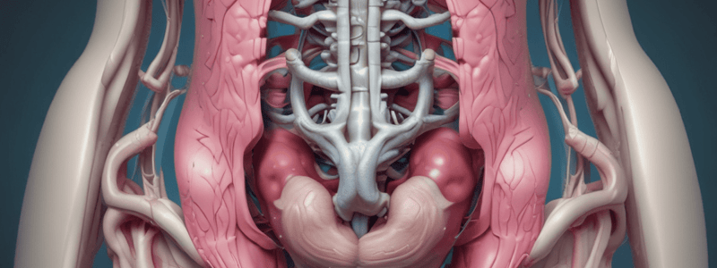 Pelvic Organs Anatomy