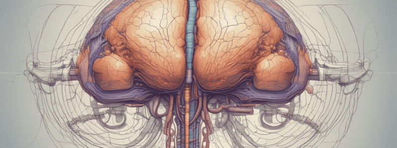 Fungsi Cerebellum dalam Kontrol Motor