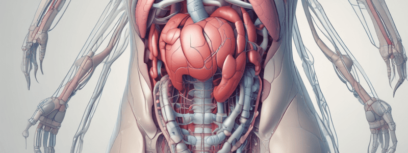 Morfología Abdominal