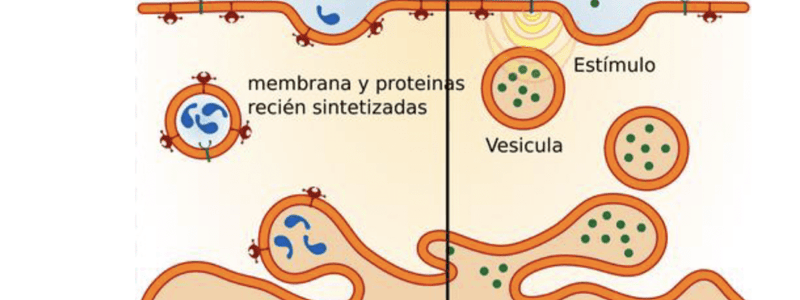 Preguntas y respuestas 2