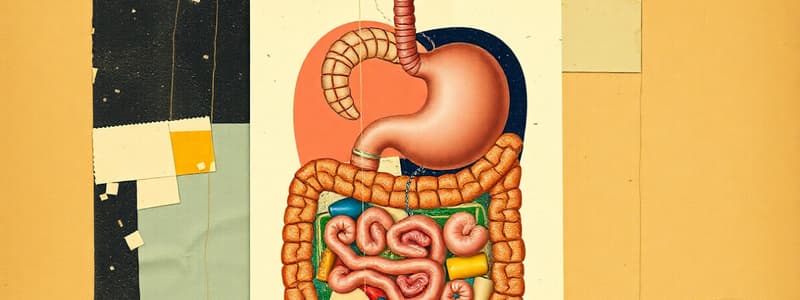 The Digestive System Overview