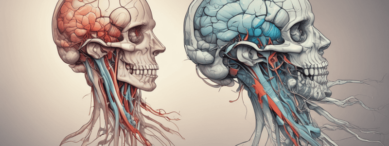 Internal Capsule and Pyramidal Decussation