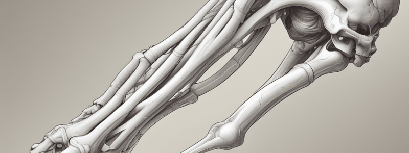 Anatomy of the Humerus Bone