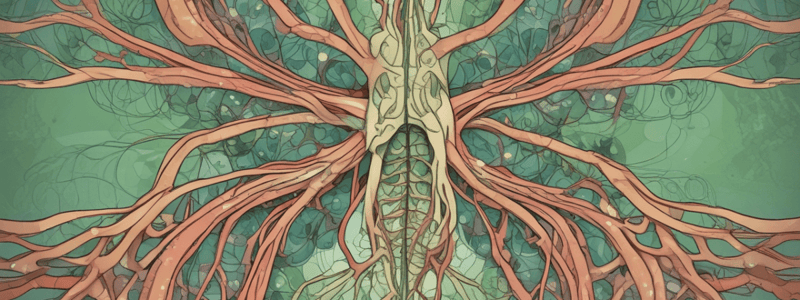 Lymphatic System Overview