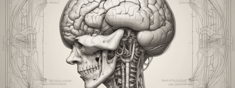 Brainstem and Cranial Nerves Quiz