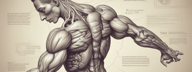 Muscular System 1.1