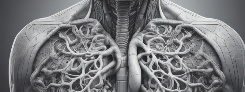 Anatomy. Respiratory System.