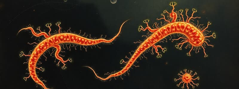 Microbiology Quiz on Spirochetes and Chlamydia