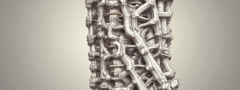 The Vertebral Column and Shock Absorption