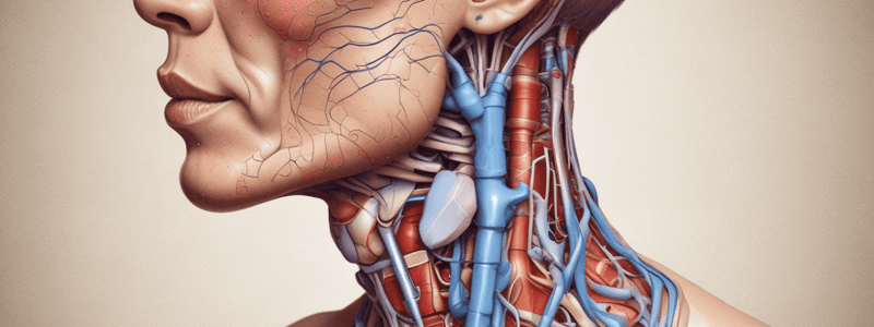 Endocrine System: Thyroid Gland Anatomy and Function