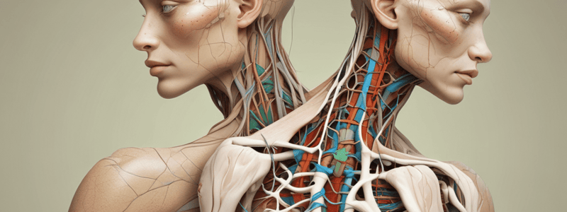 Assessing Lymphatic System with Palpation