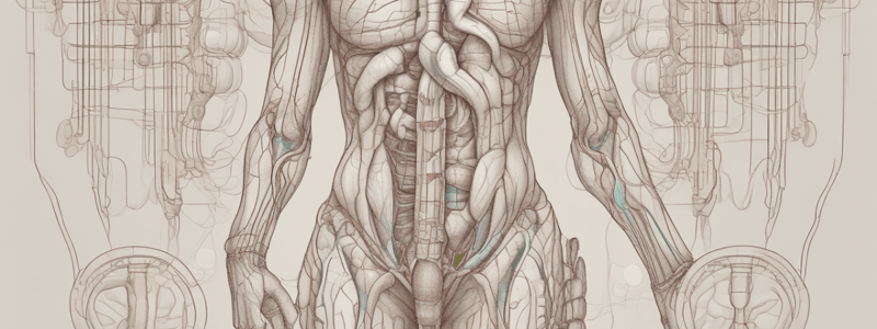 Urinary System: Anatomy and Functions