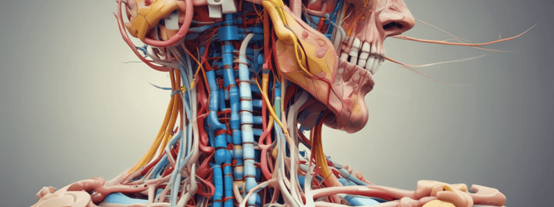 Brachial Plexus Anatomy