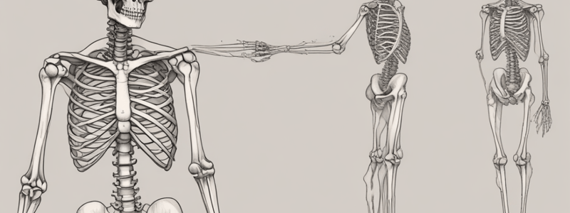 patho2final: Bone Basics