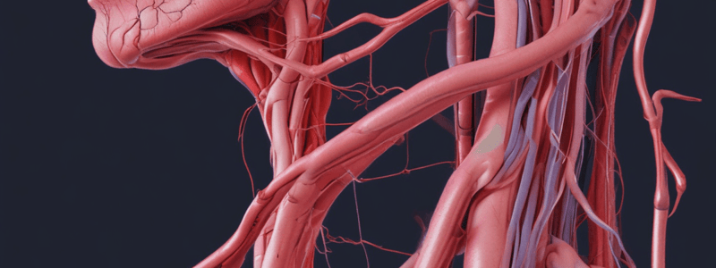 Innominate and Common Carotid Arteries Anatomy