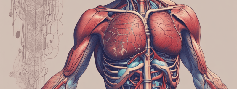 Cardiovascular System Quiz