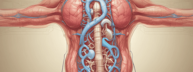 Urinary System Anatomy Quiz