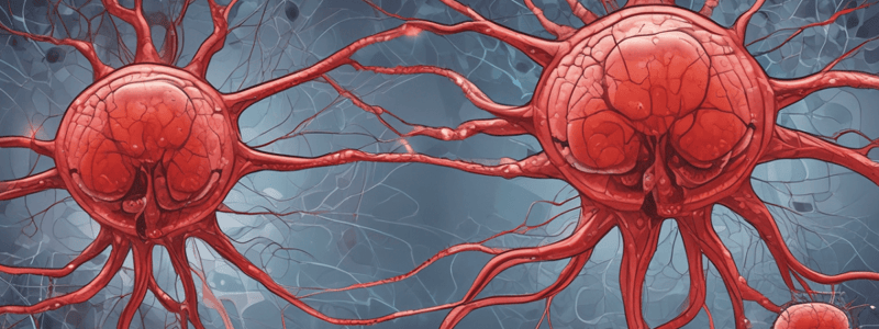 CNS Development and Blood-Brain Barrier Quiz