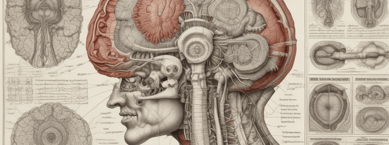 Physiology of the Nervous System