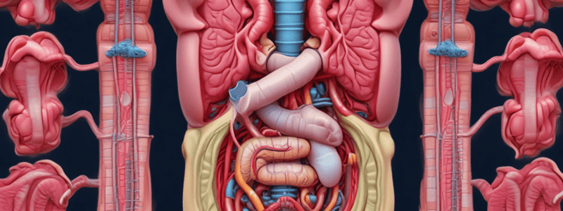 Digestive System Overview