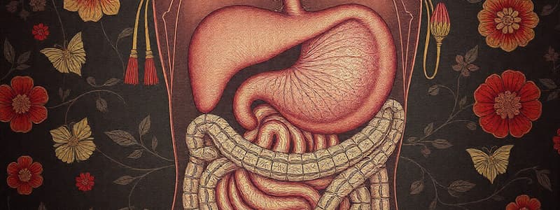 Digestive System Overview