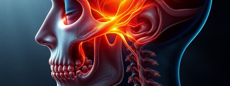 Trigeminal Nerve Maxillary Branch (V2)