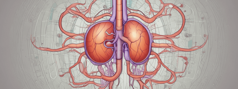 Physiology exam prep 3