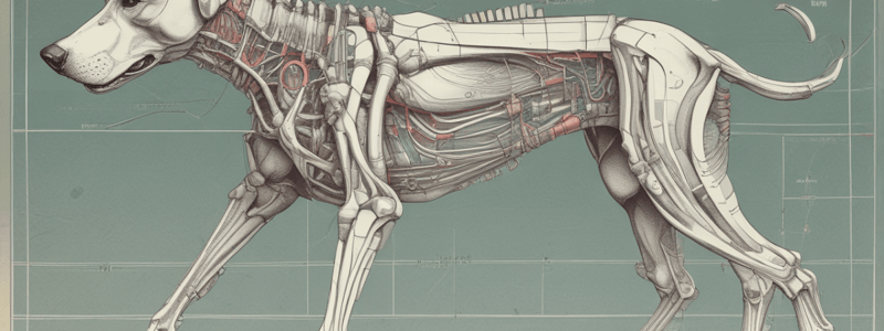 Anatomy of Dog Muscles: Hip and Femur