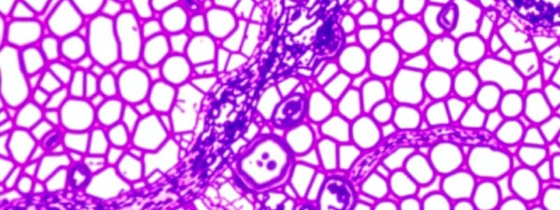 Histology of Epithelial and Cardiac Tissues