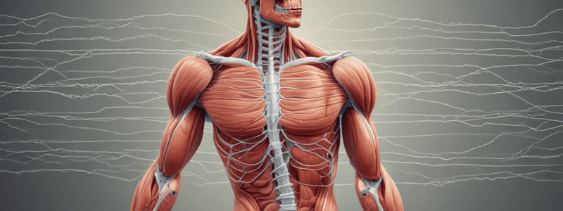 Muscular System and Muscle Fiber Function Quiz