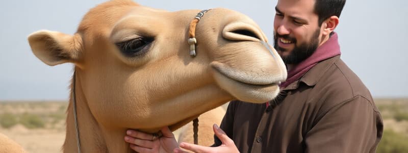 Man and Camel Encounter