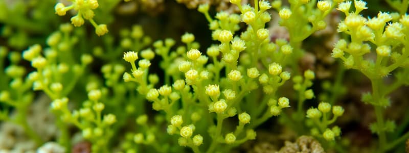 Introduction to Marine Plants