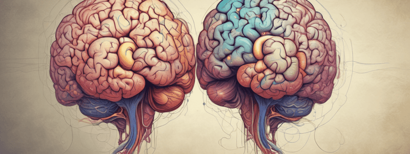 Brain Hemispheres, Myofascial System, and Nervous System Quiz