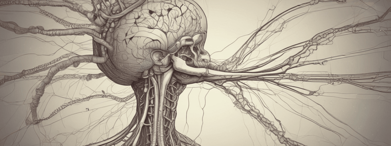 patho2test 3: Peripheral Nervous System mppt