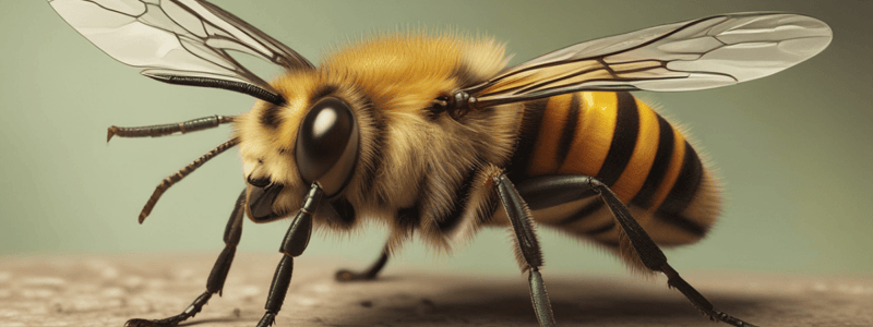 Efectos y primeros auxilios de la picadura de abeja