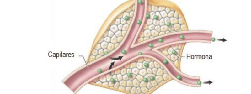 27. Quiz ciclo vital a edad madura 9 a 16