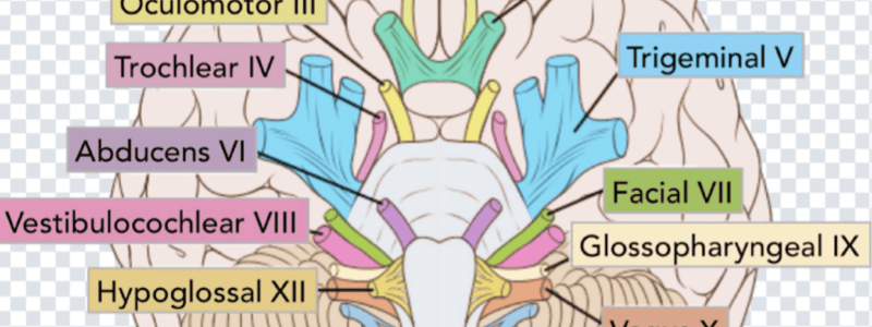 Cranial Nerves