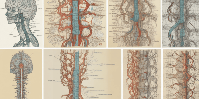 Spinal Cord Functions