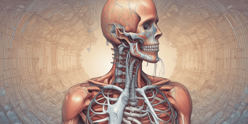 Respiratory System Anatomy and Airway Compromise