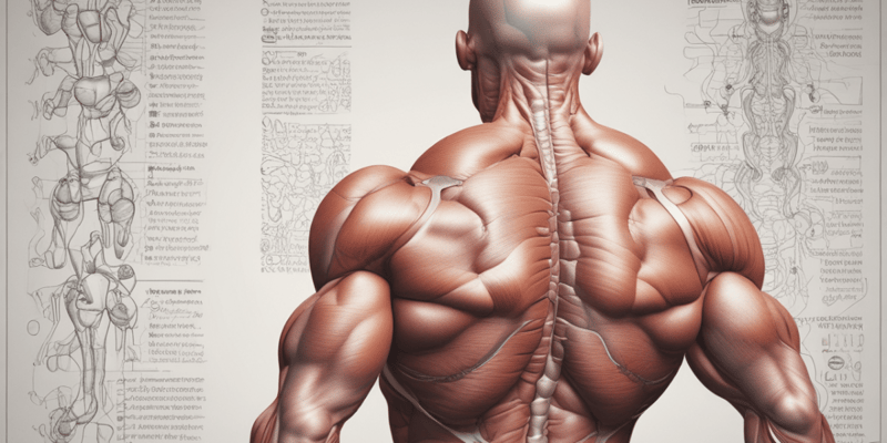 Muscle Structure and Contraction