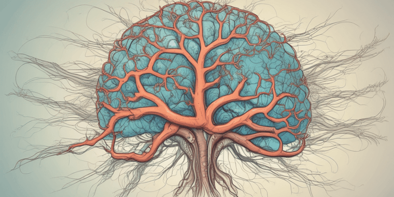 Central Nervous System: Structure and Function
