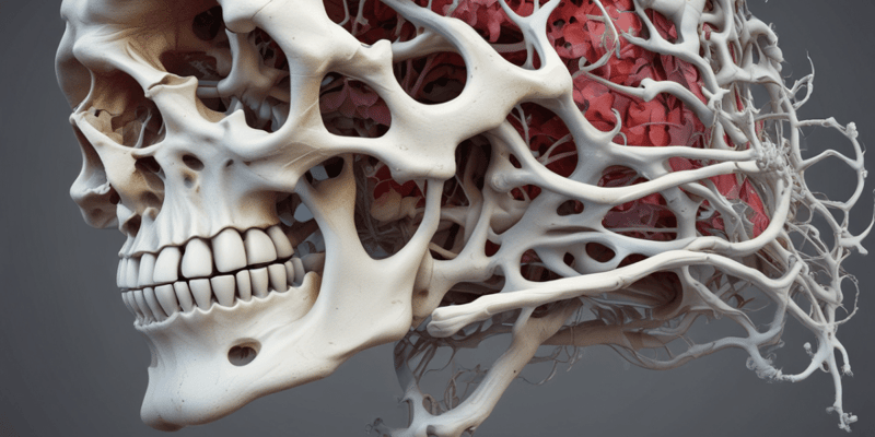 Bone Anatomy: Diaphysis, Epiphyses, and Metaphyses