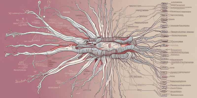 Autonomic Nervous System Structure