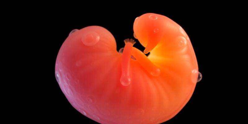 Hox Gene Mutations Overview