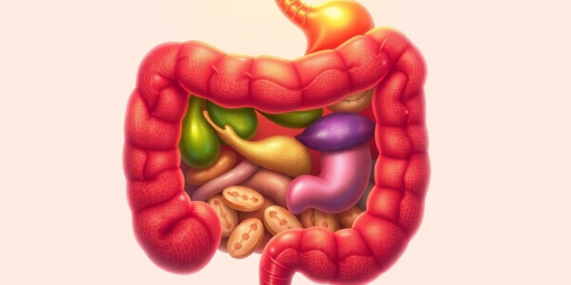 Digestive System Functions and Structure