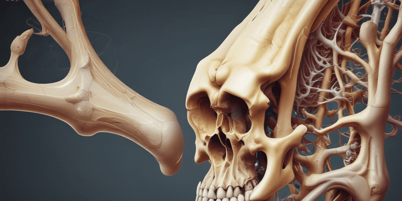 Bone Structure and Types of Spongy Bone