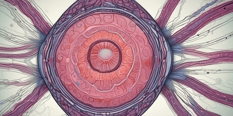 Anatomy of the Testicle and Spermatogenesis