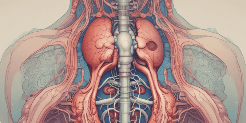 Renal and Urologic System: Functions and Anatomy